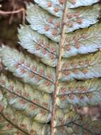 Imagem de Dryopteris lepidopoda Hayata