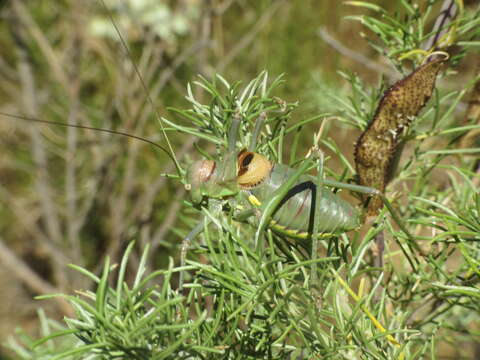 Image of Steropleurus