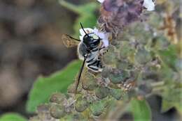 Image of Anthidium maculosum Cresson 1878