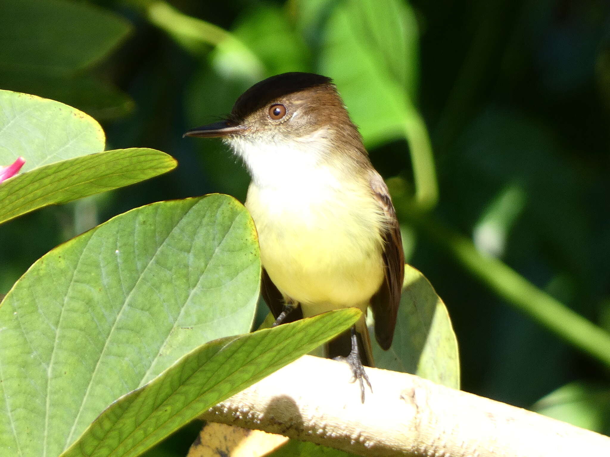 Image of Sad Flycatcher