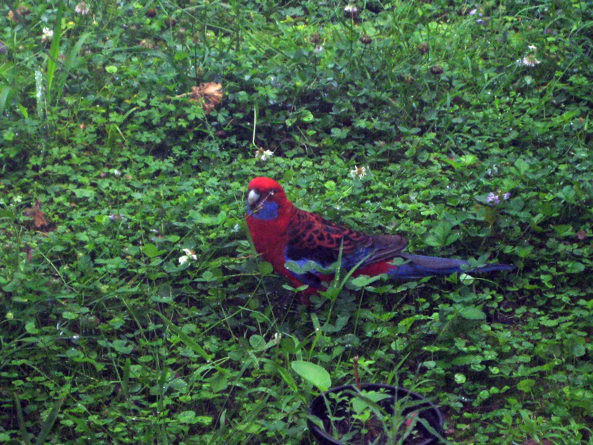 Image of Crimson Rosella