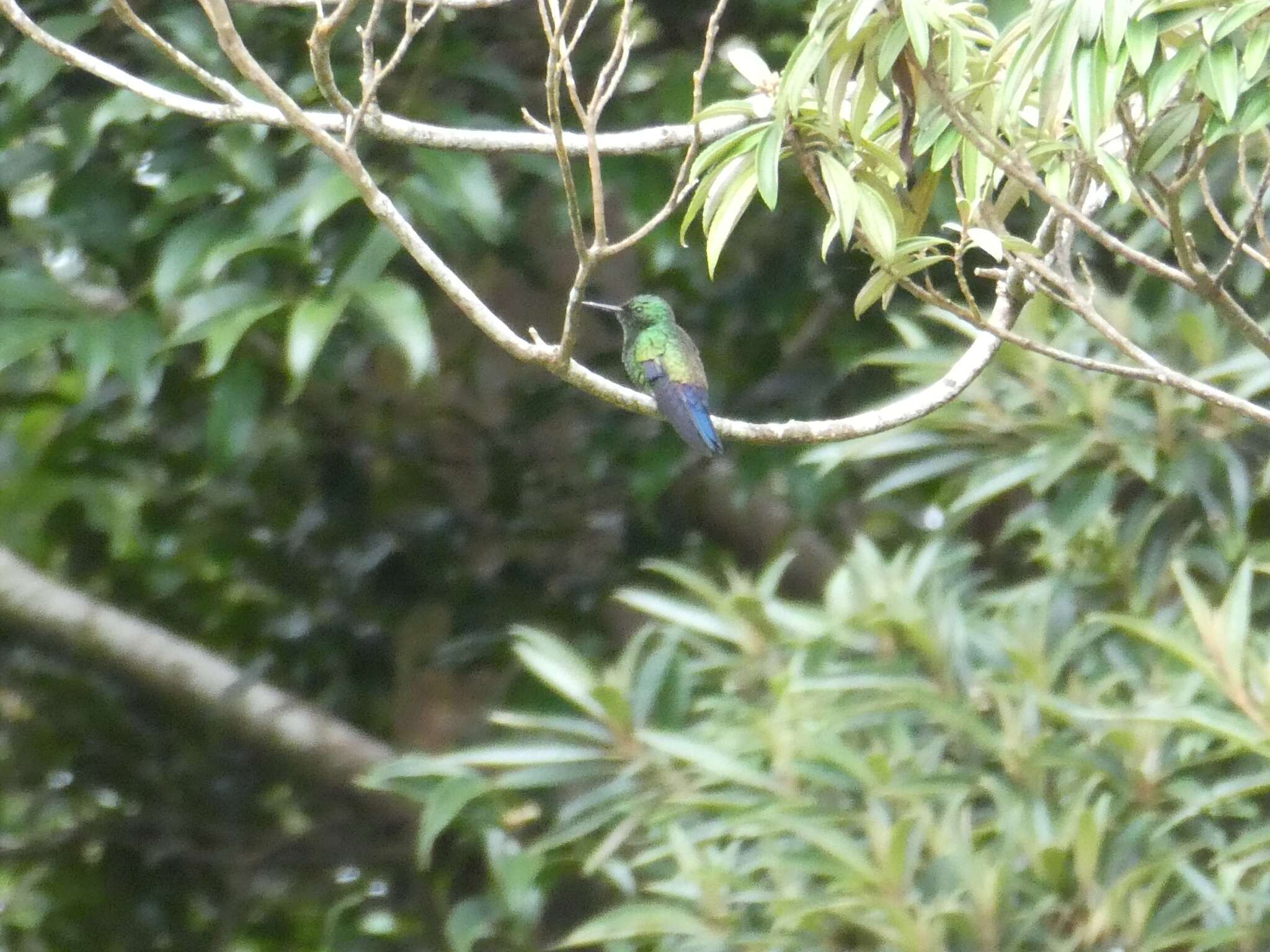 Image of Blue-vented Hummingbird