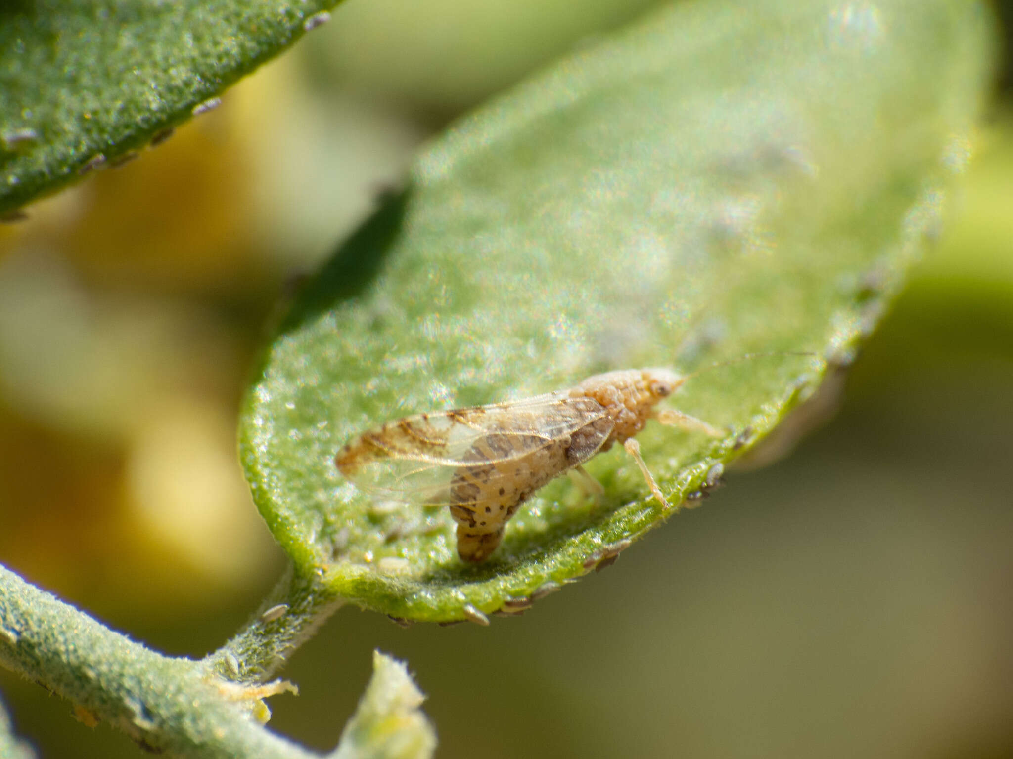 Image of Leuronota maculata (Crawford 1910)