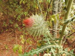 Image of Cirsium ehrenbergii Sch. Bip.