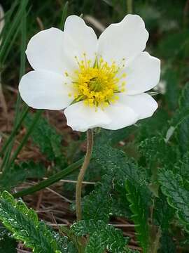 Image of eightpetal mountain-avens