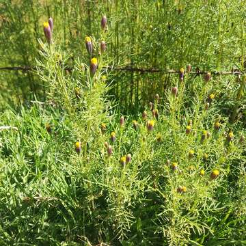 Imagem de Tagetes coronopifolia Willd.