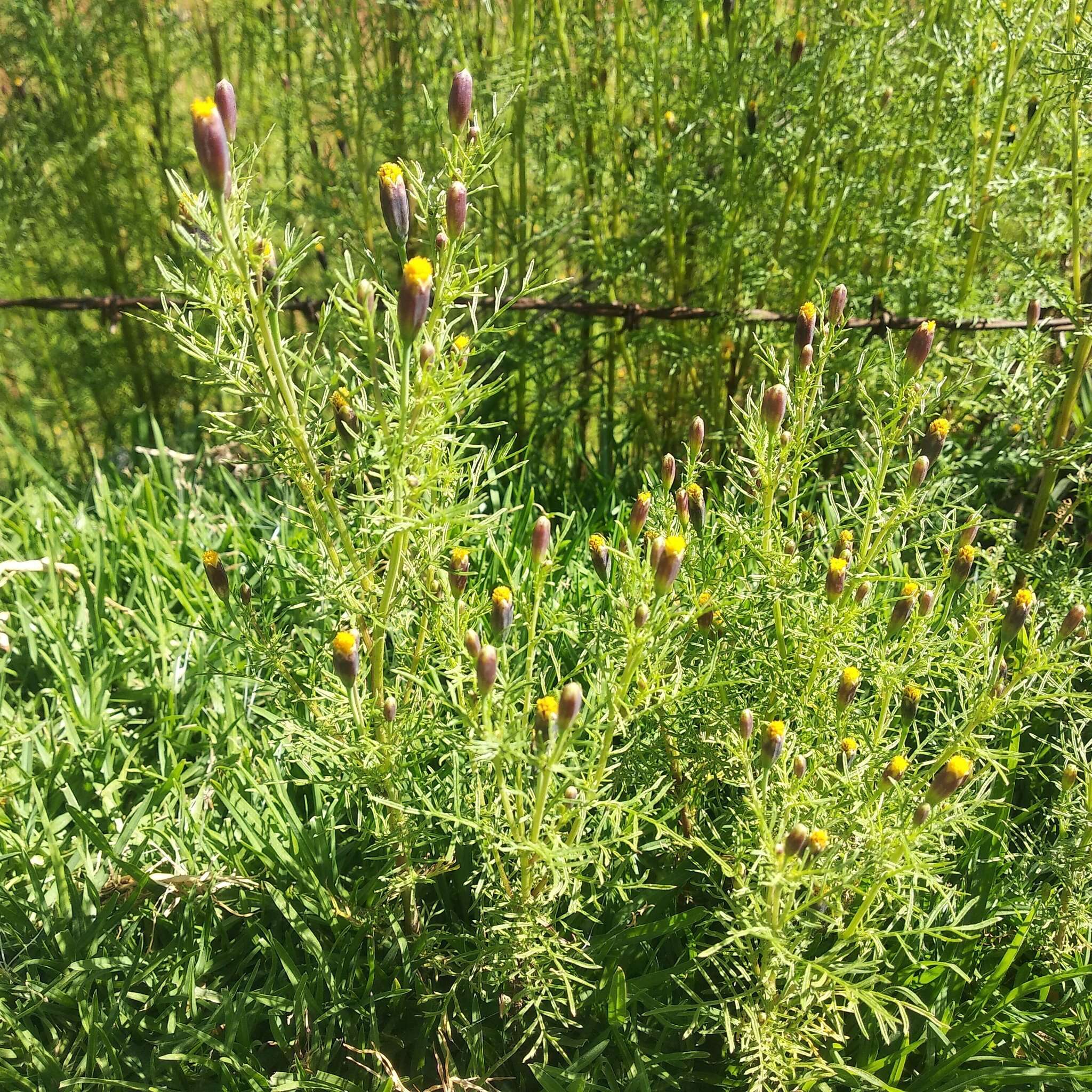 Tagetes coronopifolia Willd. resmi