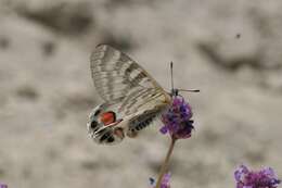 Sivun Parnassius charltonius Gray (1853) kuva