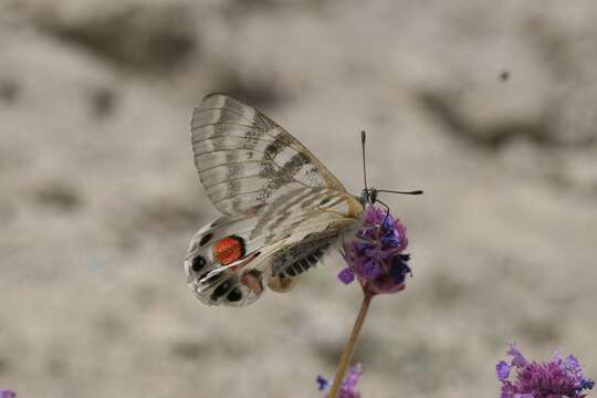 Image of Parnassius charltonius Gray (1853)