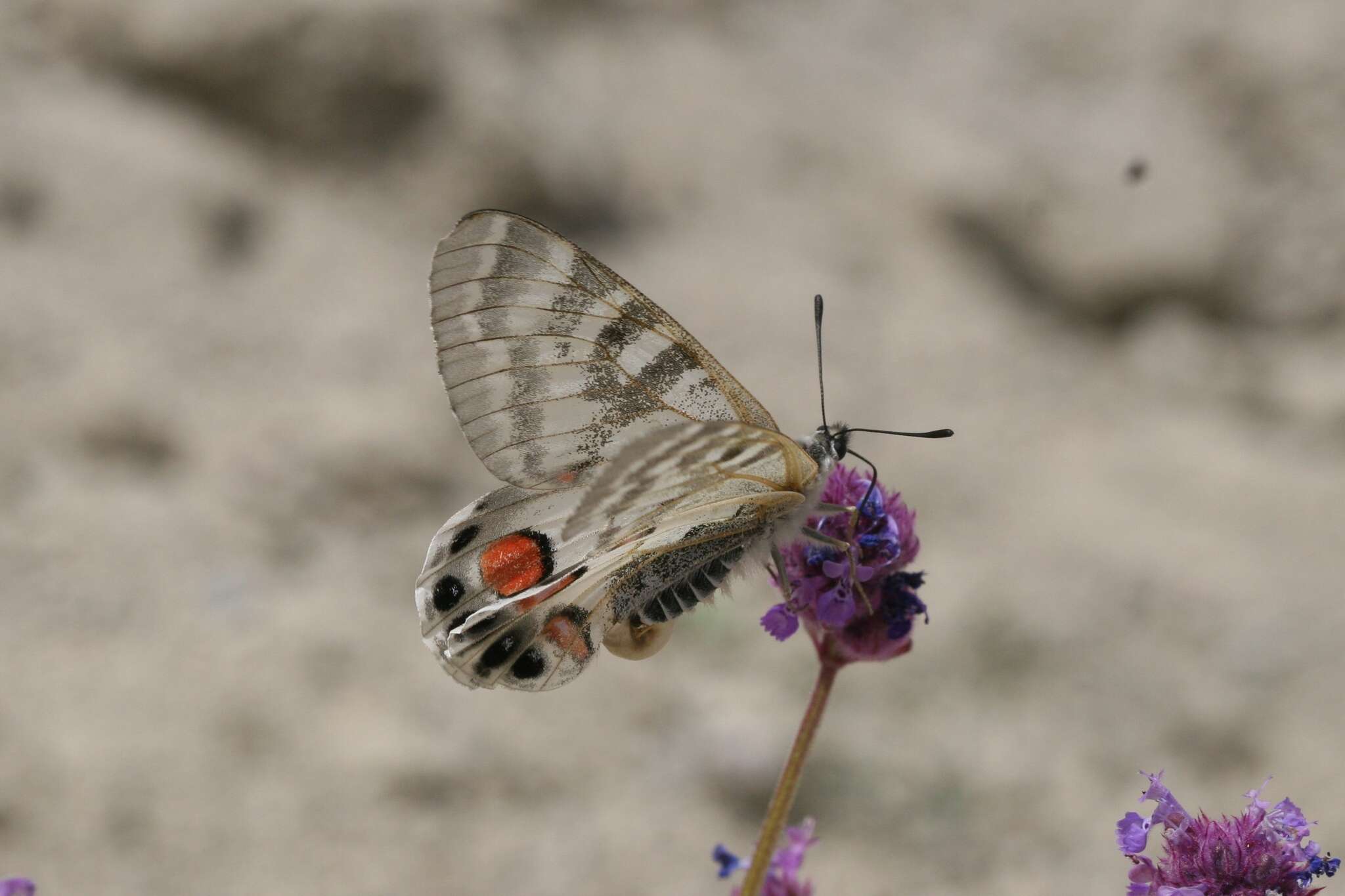 Image de Parnassius charltonius Gray (1853)