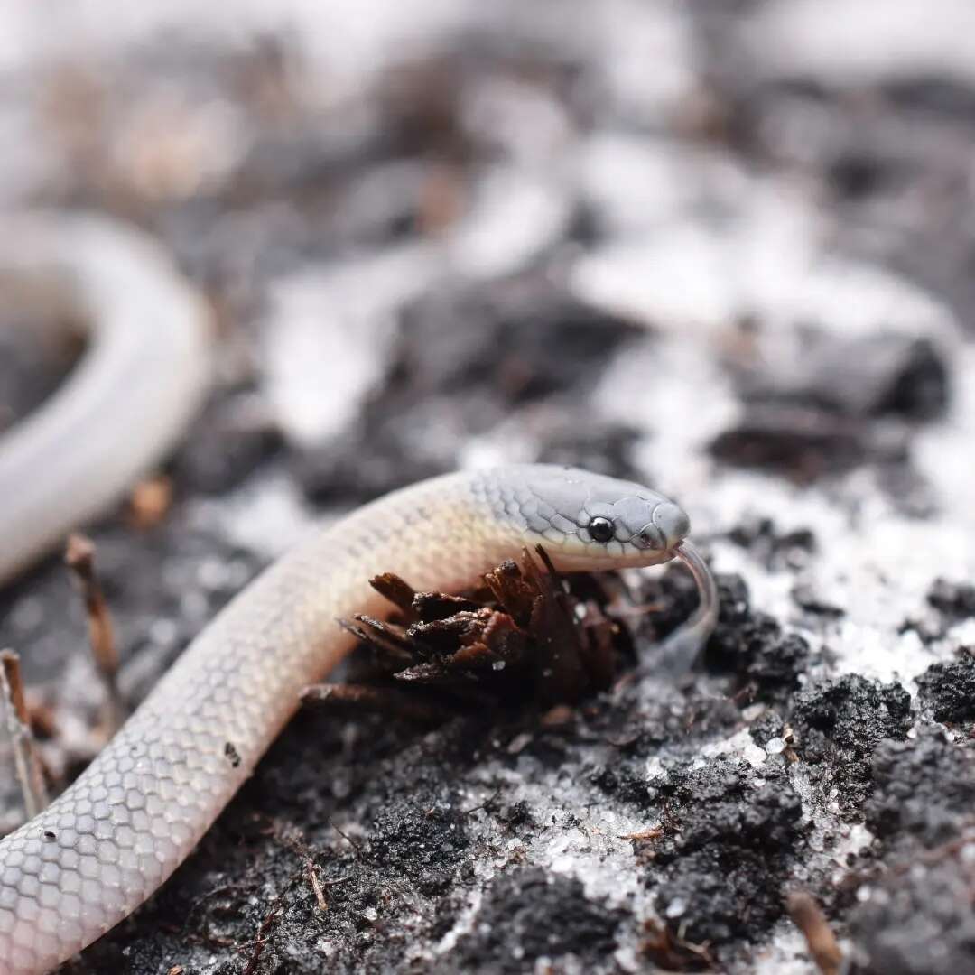 Image of Muller's Snake
