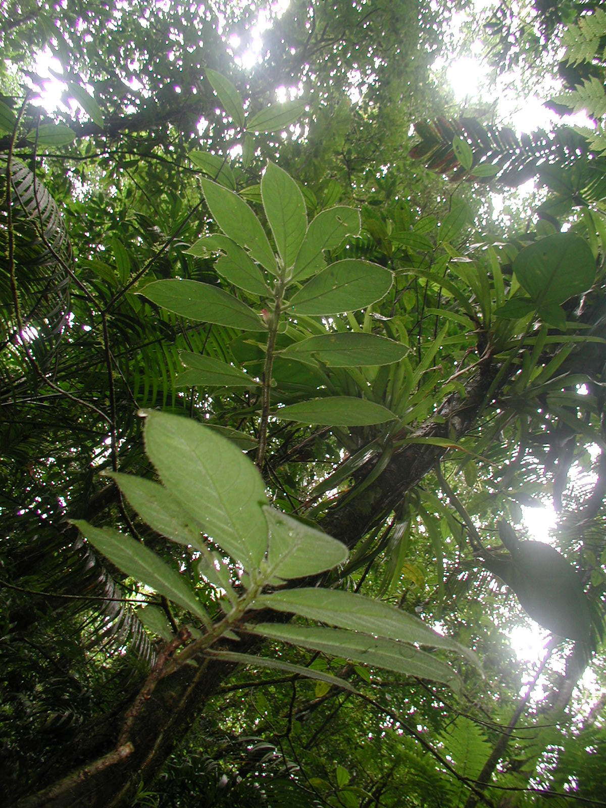 Imagem de Columnea purpurata Hanst.