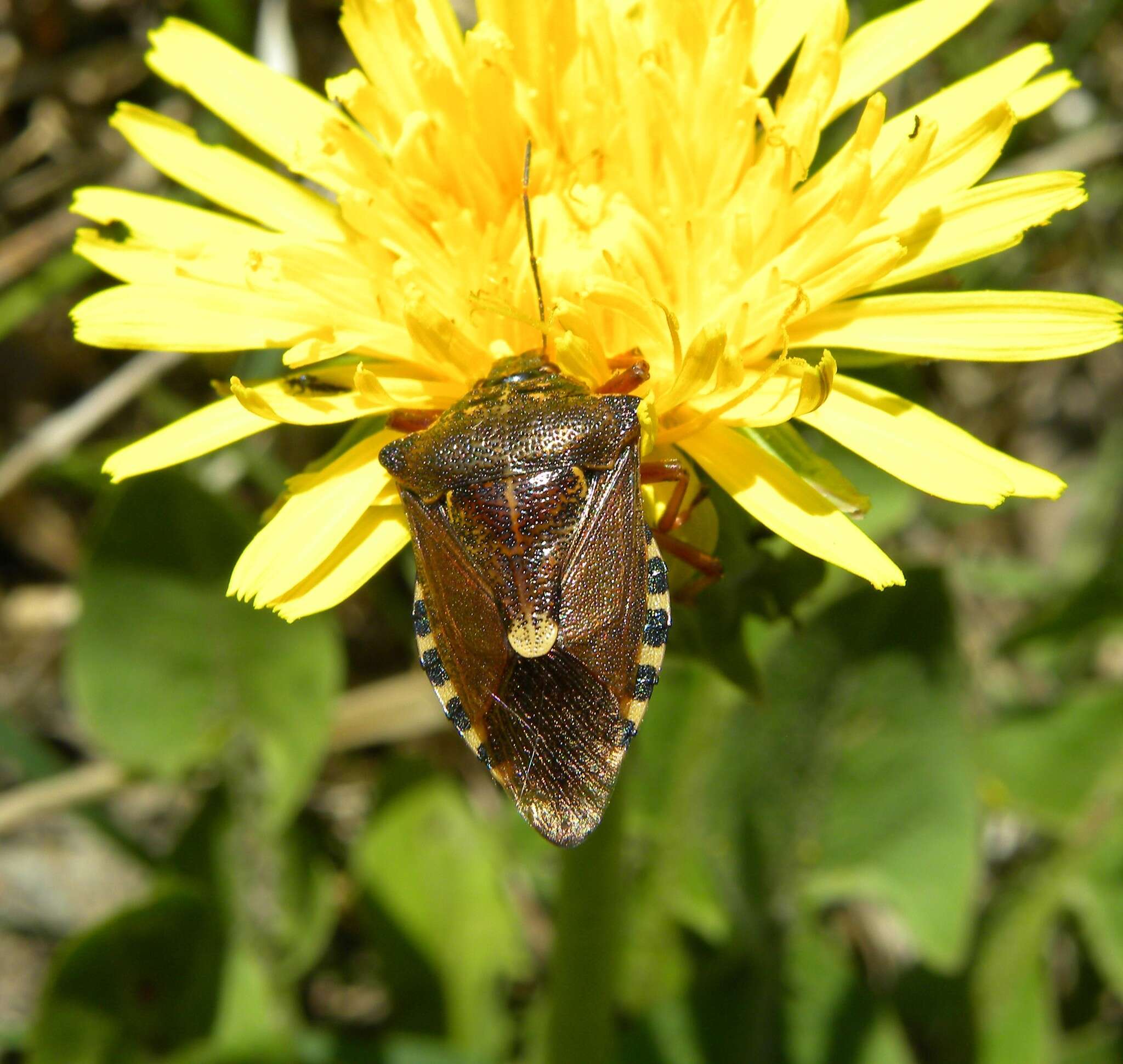 Image of <i>Pinthaeus sanguinipes</i>