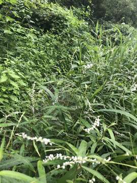 صورة Persicaria setacea (Baldw. ex Ell.) Small