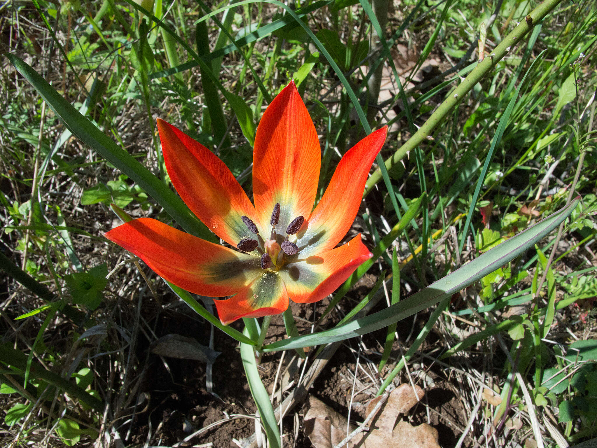 Image de Tulipa orphanidea Boiss. ex Heldr.