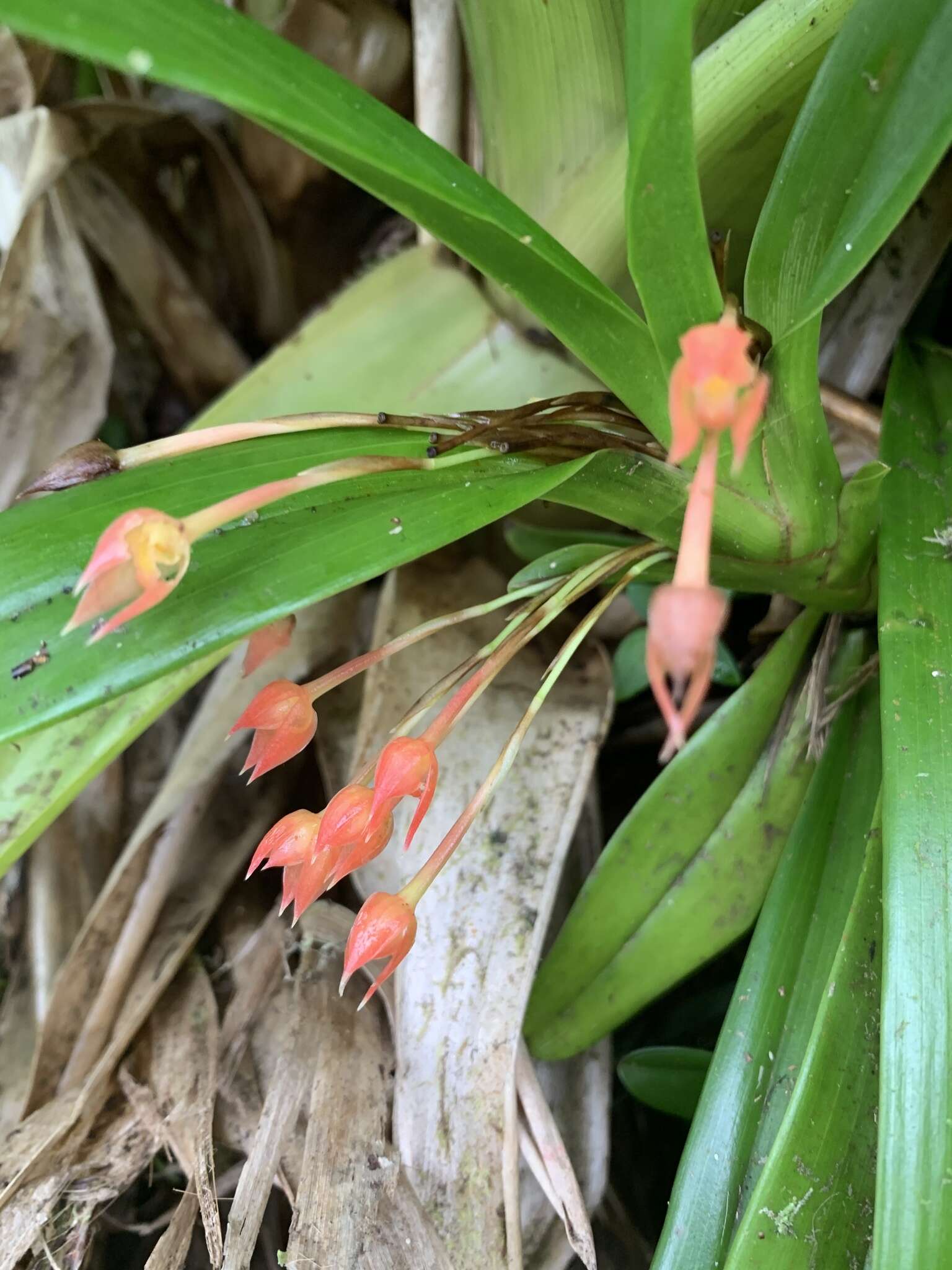 Maxillaria coccinea (Jacq.) L. O. Williams resmi