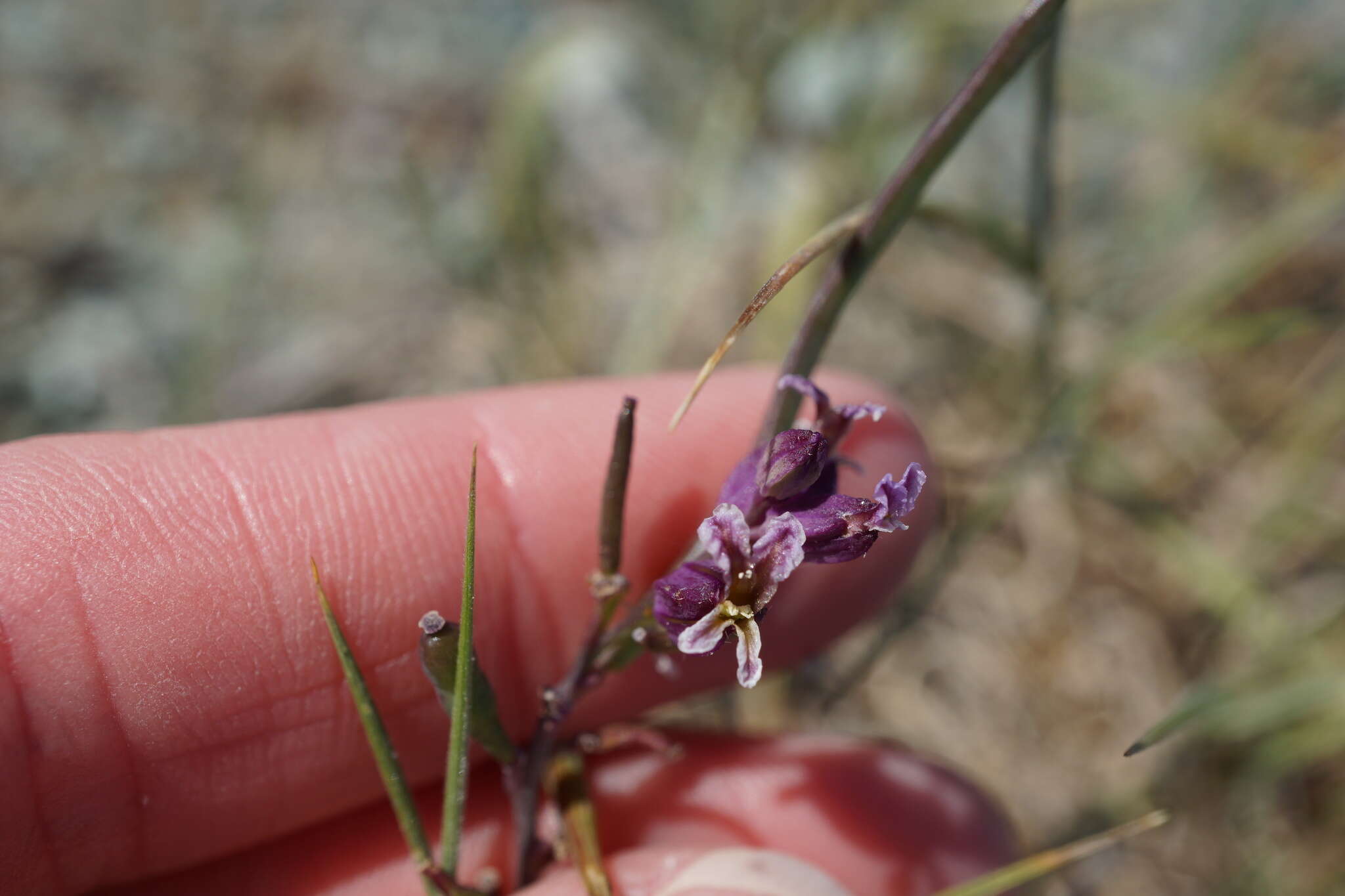 Слика од Streptanthus glandulosus subsp. pulchellus (Greene) Kruckeb.