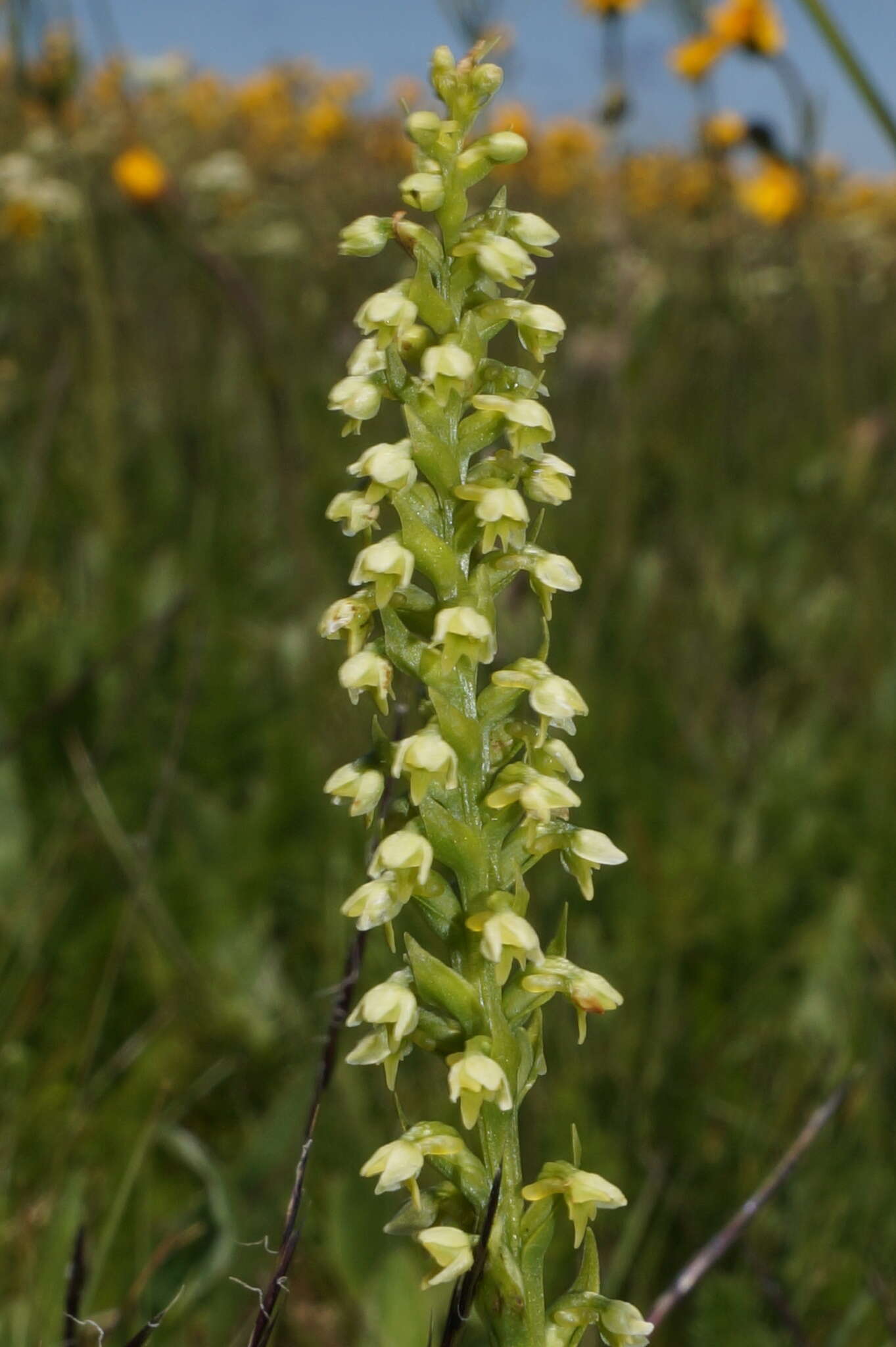 Image of Pseudorchis albida subsp. albida