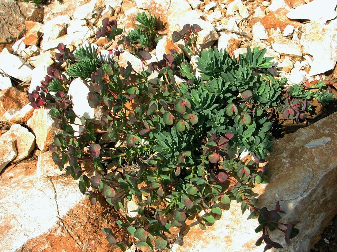 Image of Euphorbia triflora Schott, Nyman & Kotschy