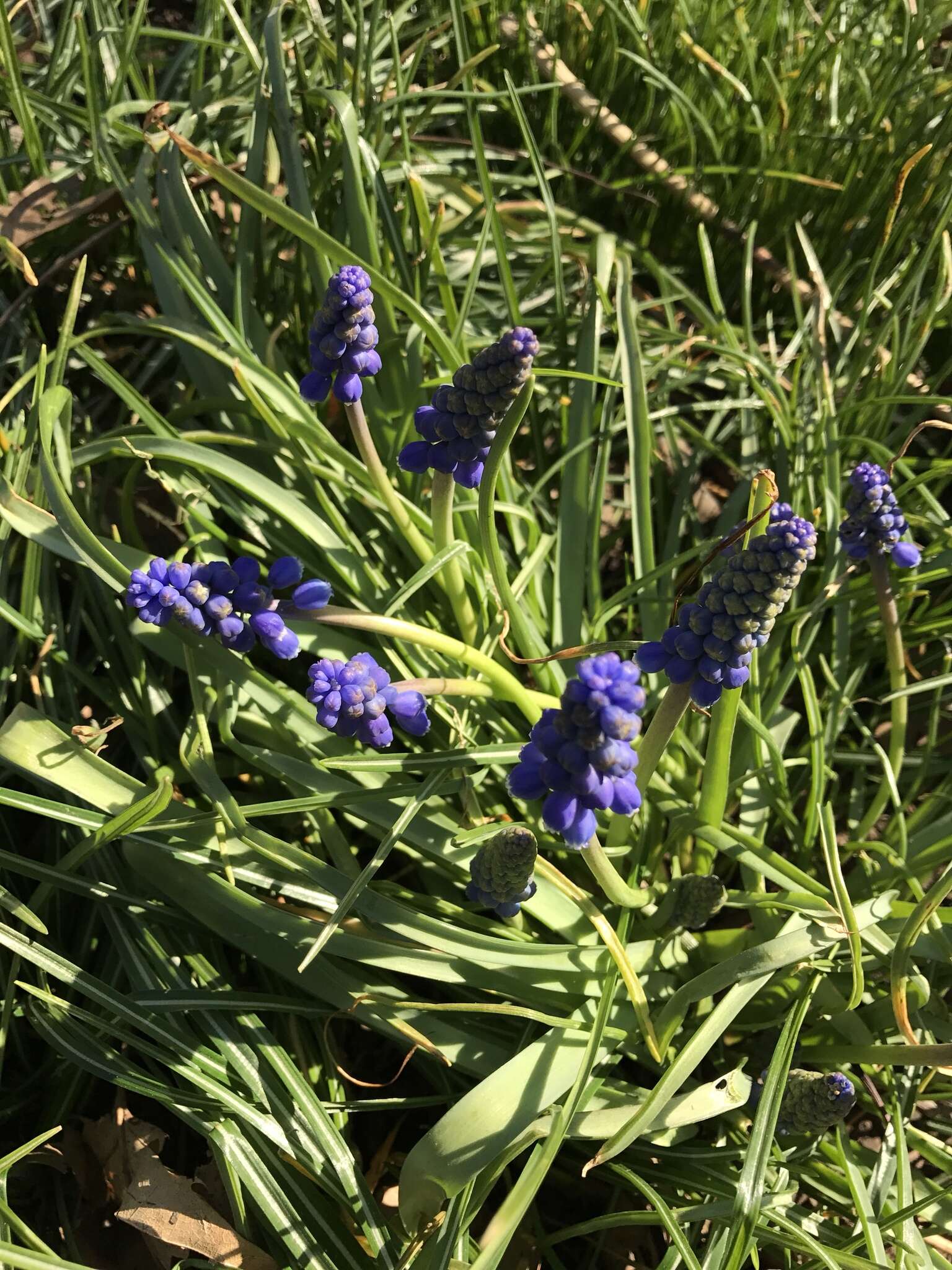 Imagem de Muscari neglectum Ten.