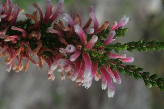 Image of Erica perspicua subsp. perspicua