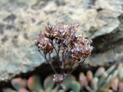 Sedum rubiginosum resmi