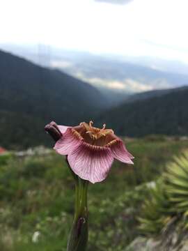 Image of Tigridia multiflora (Baker) Ravenna