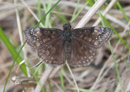 Image of Wild Indigo Duskywing