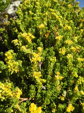 Image of Sedum ruwenzoriense E. G. Baker