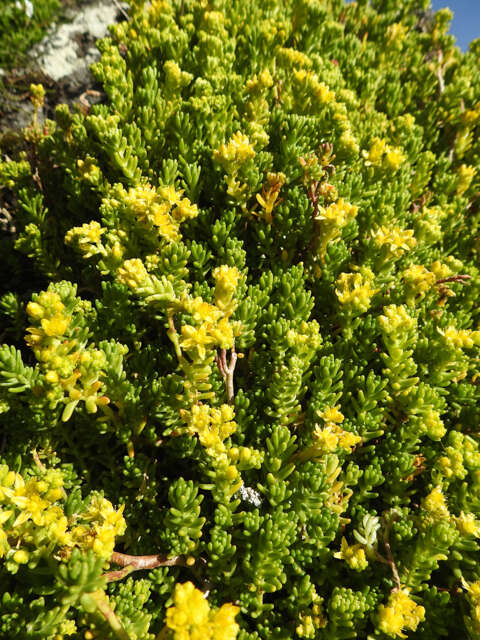 Plancia ëd Sedum ruwenzoriense E. G. Baker