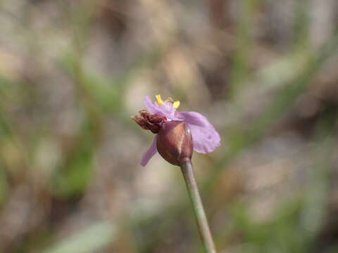 Sivun Xyris filiformis Lam. kuva