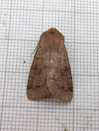 Imagem de Orthosia alurina Smith 1902