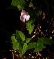 Image of Impatiens truncata Thw.