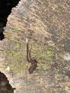 Image of Ophiocordyceps smithii (Mains) G. H. Sung, J. M. Sung, Hywel-Jones & Spatafora 2007