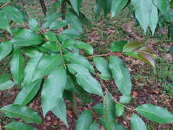 Image of wild guava