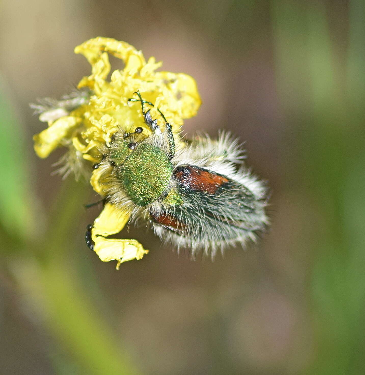 Sivun Pygopleurus apicalis (Brullé 1832) kuva