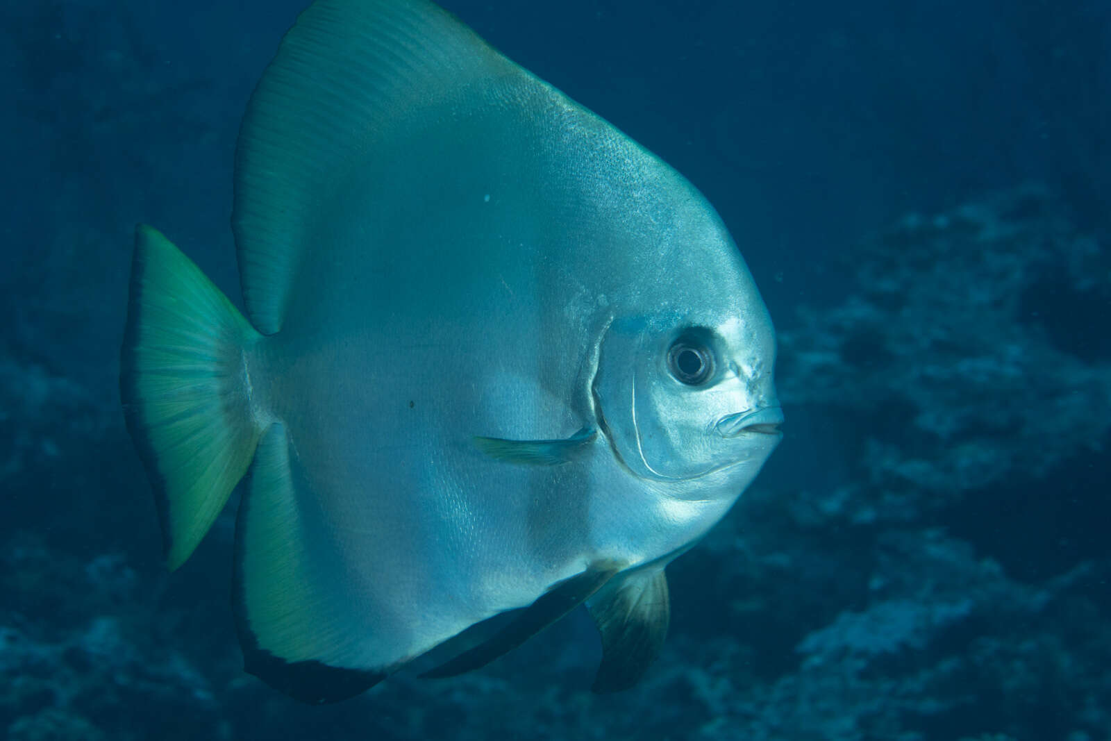 Image of Golden batfish