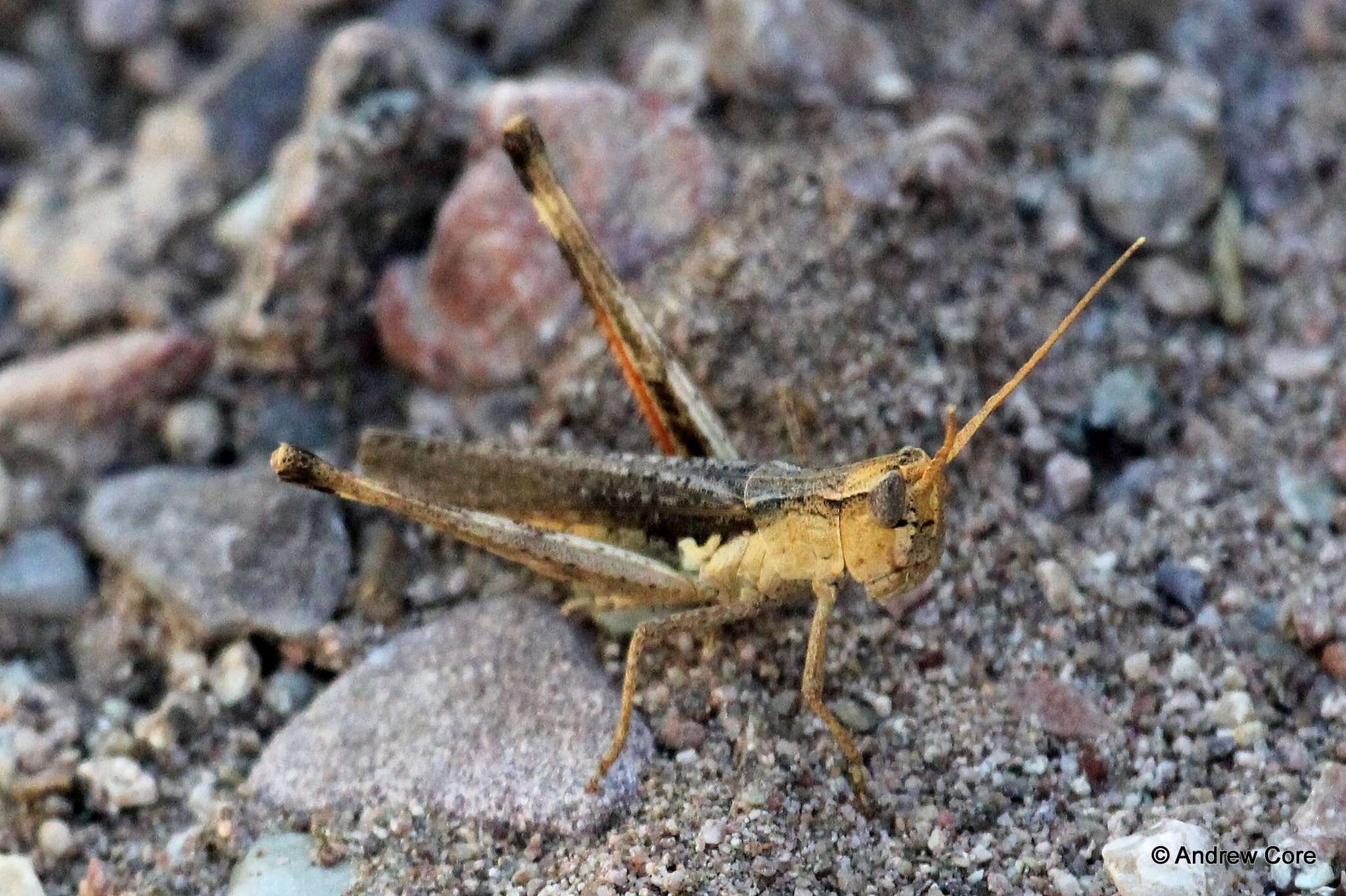 Plancia ëd Acantherus piperatus Scudder & S. H. 1902