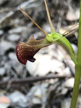 Image of Slipper orchid