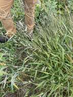 Image of hairy cupgrass