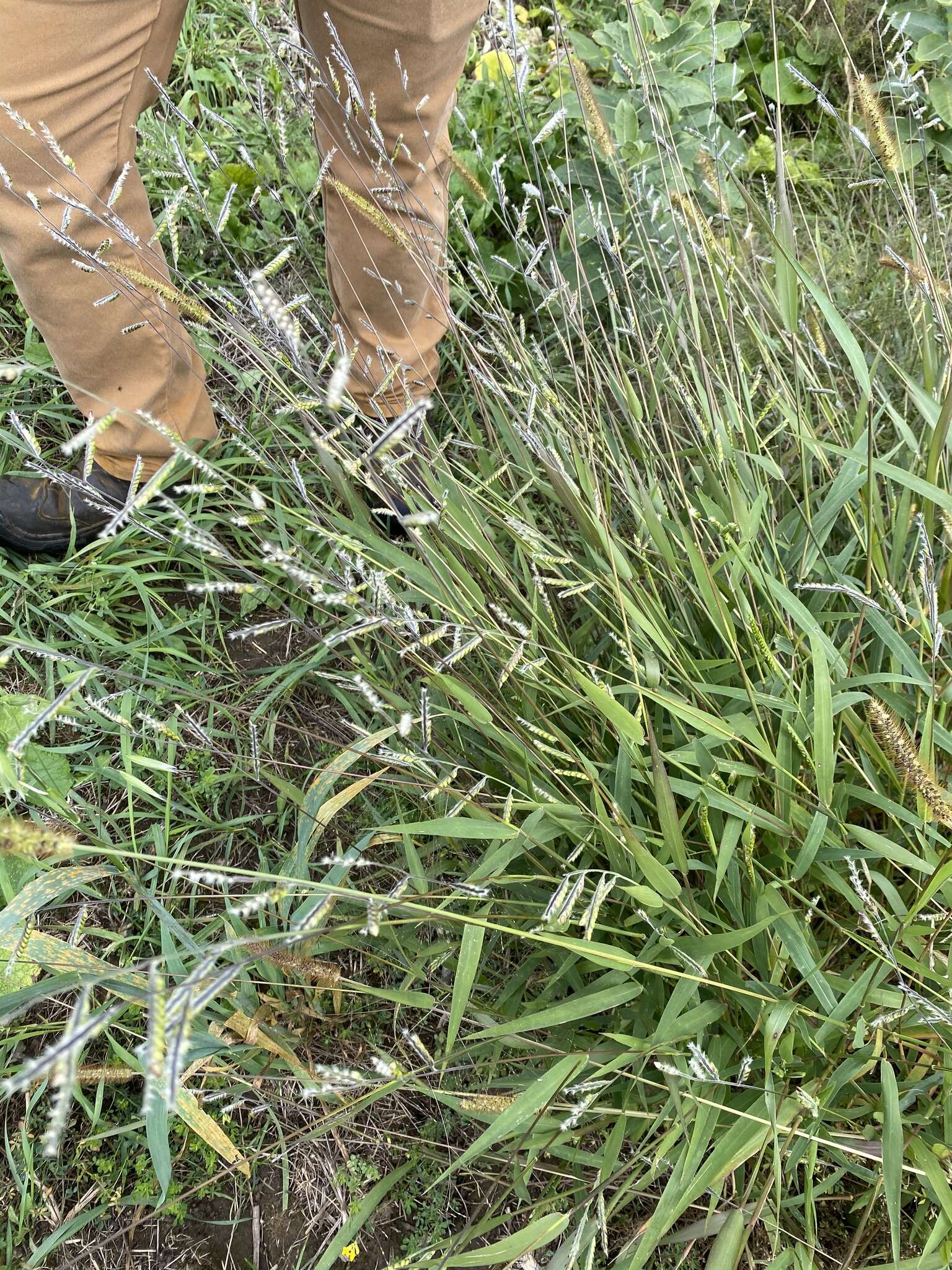 Image of hairy cupgrass