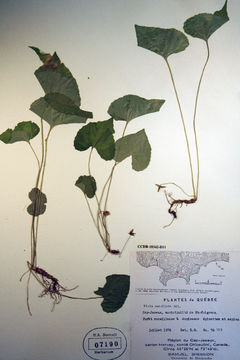 Image of <i>Viola cucullata</i>