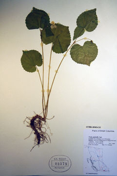 Image of pioneer violet