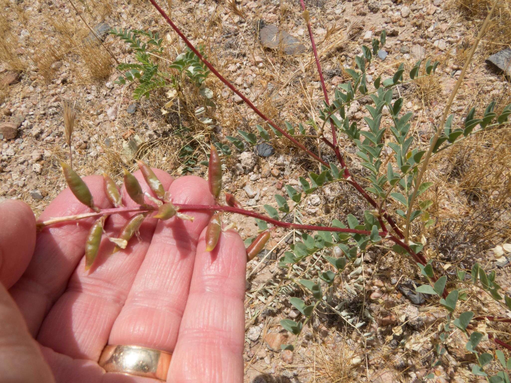 Imagem de Astragalus lentiginosus var. maricopae Barneby