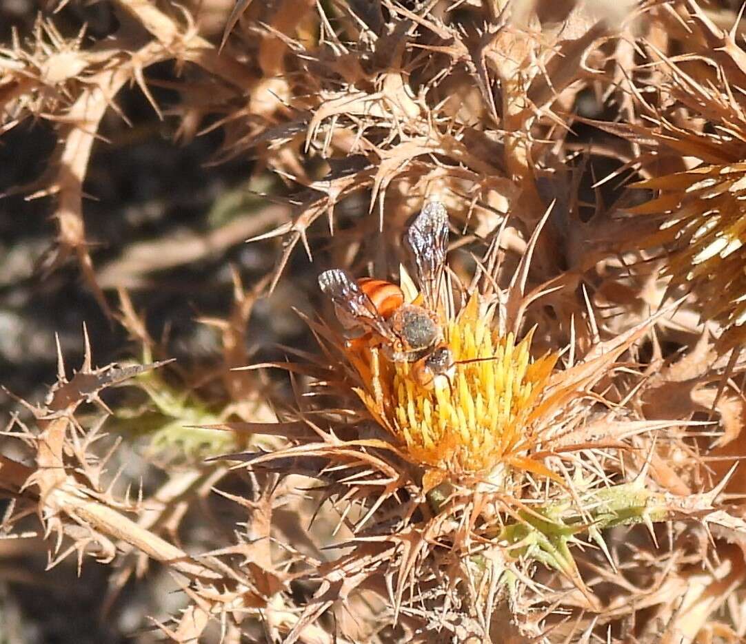 Image de Icteranthidium ferrugineum (Fabricius 1787)