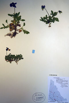 Image of Wild Pansy
