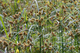 Image of Cyperus glomeratus L.