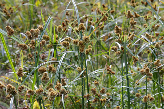 Image de Cyperus glomeratus L.