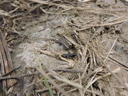 Image of Larger Pygmy Mole Grasshopper