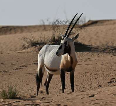 Image of Arabian Oryx